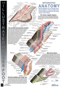 Infographic Anatomy #01
