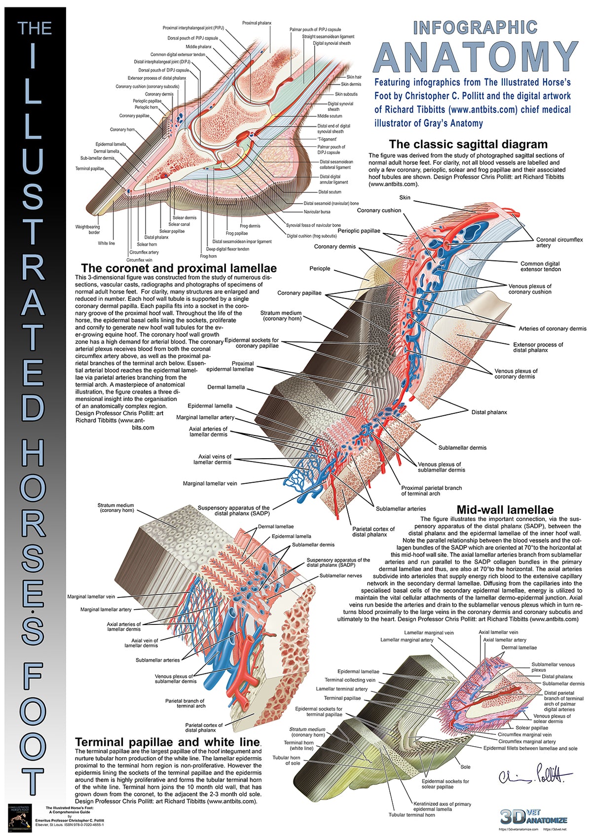 Infographic Anatomy #01