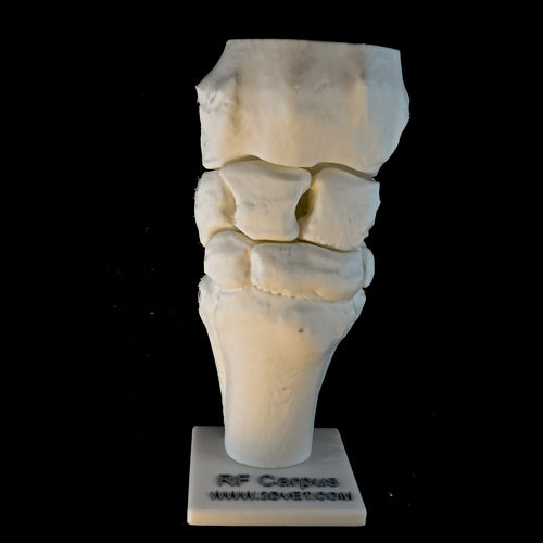 A Flexing Model of the Equine Carpus