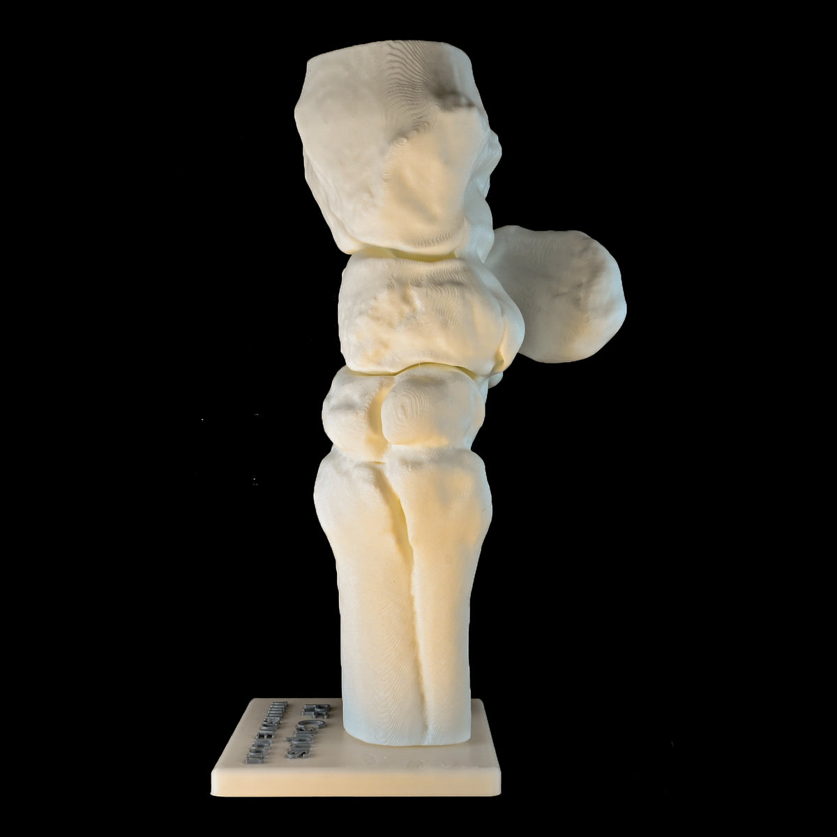 A Flexing Model of the Equine Carpus