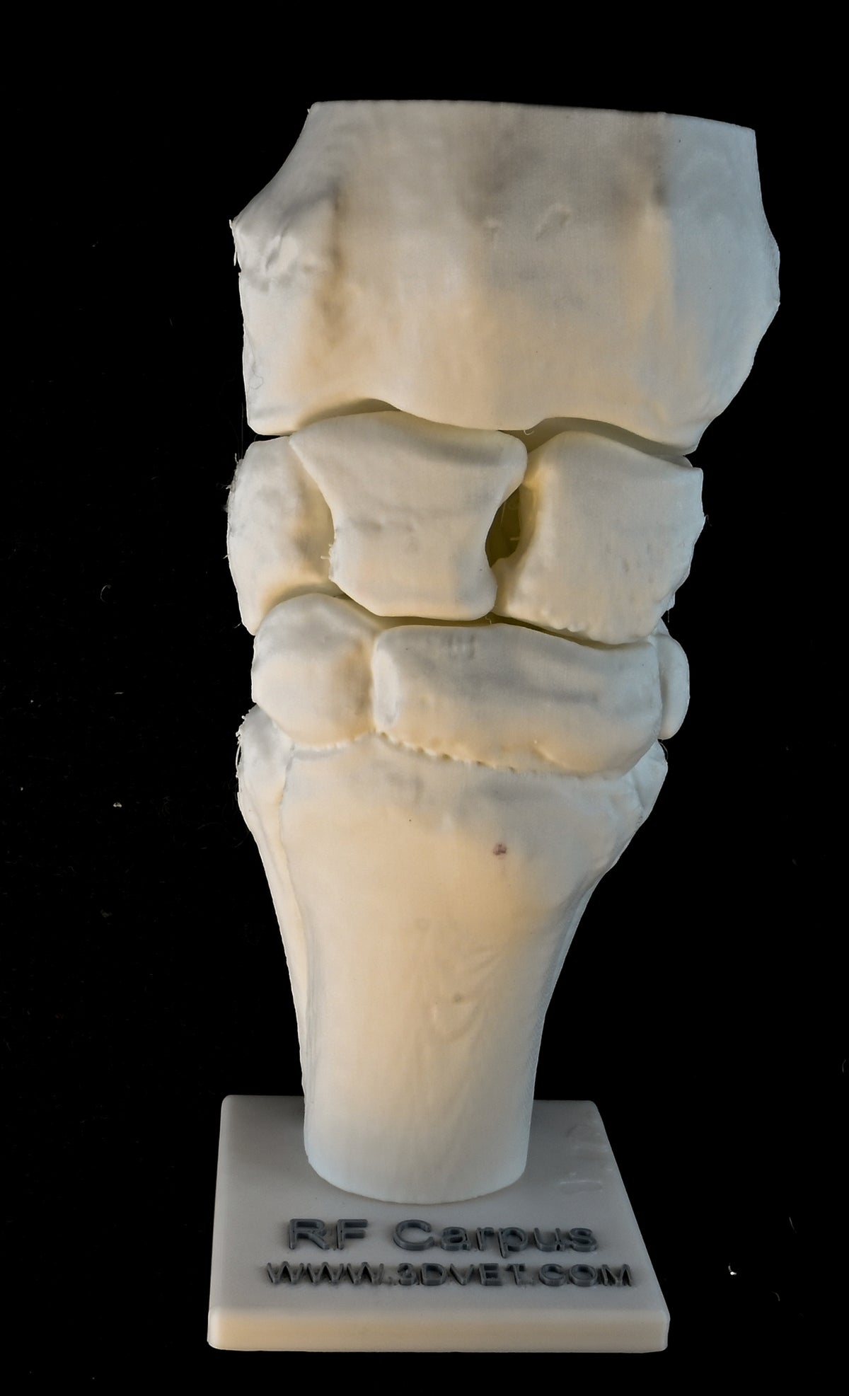 A Flexing Model of the Equine Carpus