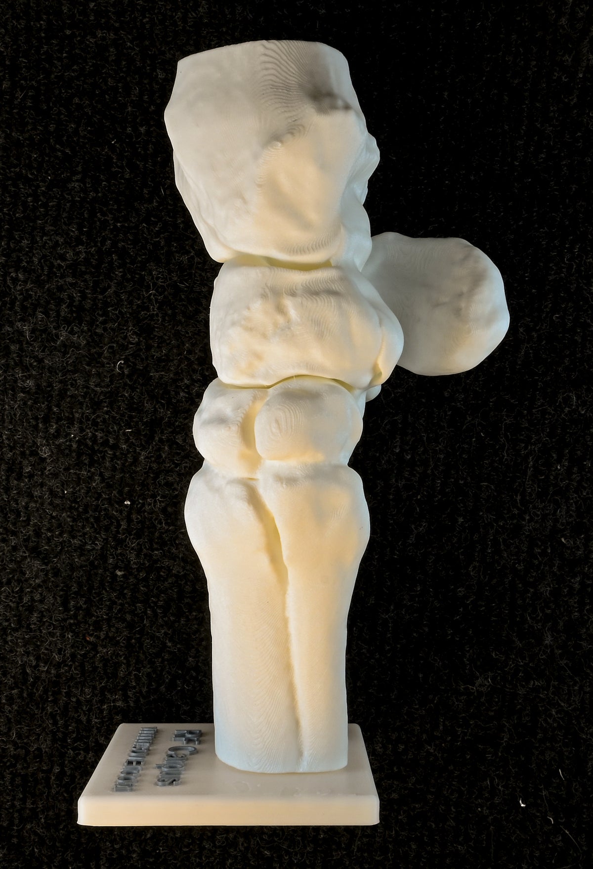 A Flexing Model of the Equine Carpus