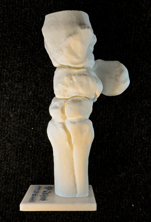 A Flexing Model of the Equine Carpus