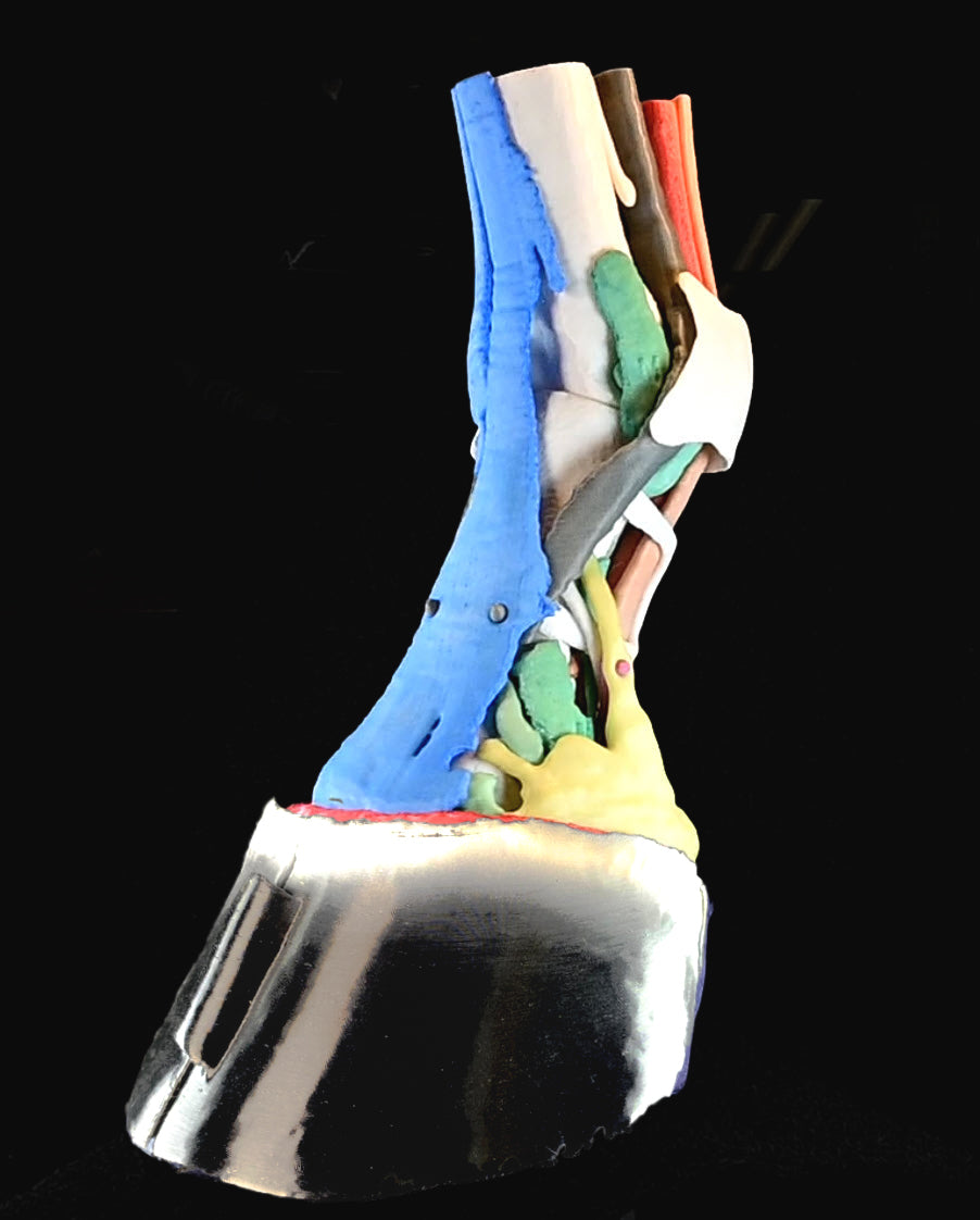 Multi Component Model of the Equine Distal Limb (MCM Mk2)