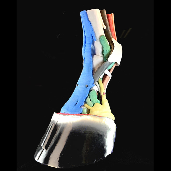 Multi Component Model of the Equine Distal Limb (MCM Mk2)