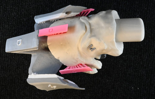 Suspensory Apparatus of the Distal Phalanx (SADP)/Laminitis Model