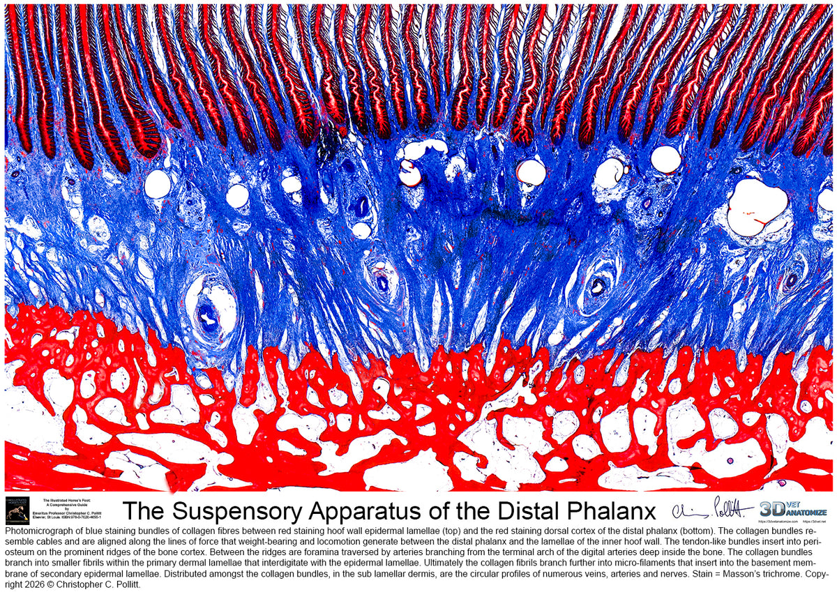 The Suspensory Apparatus of the Distal Phalanx Poster