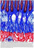 The Suspensory Apparatus of the Distal Phalanx Poster V2