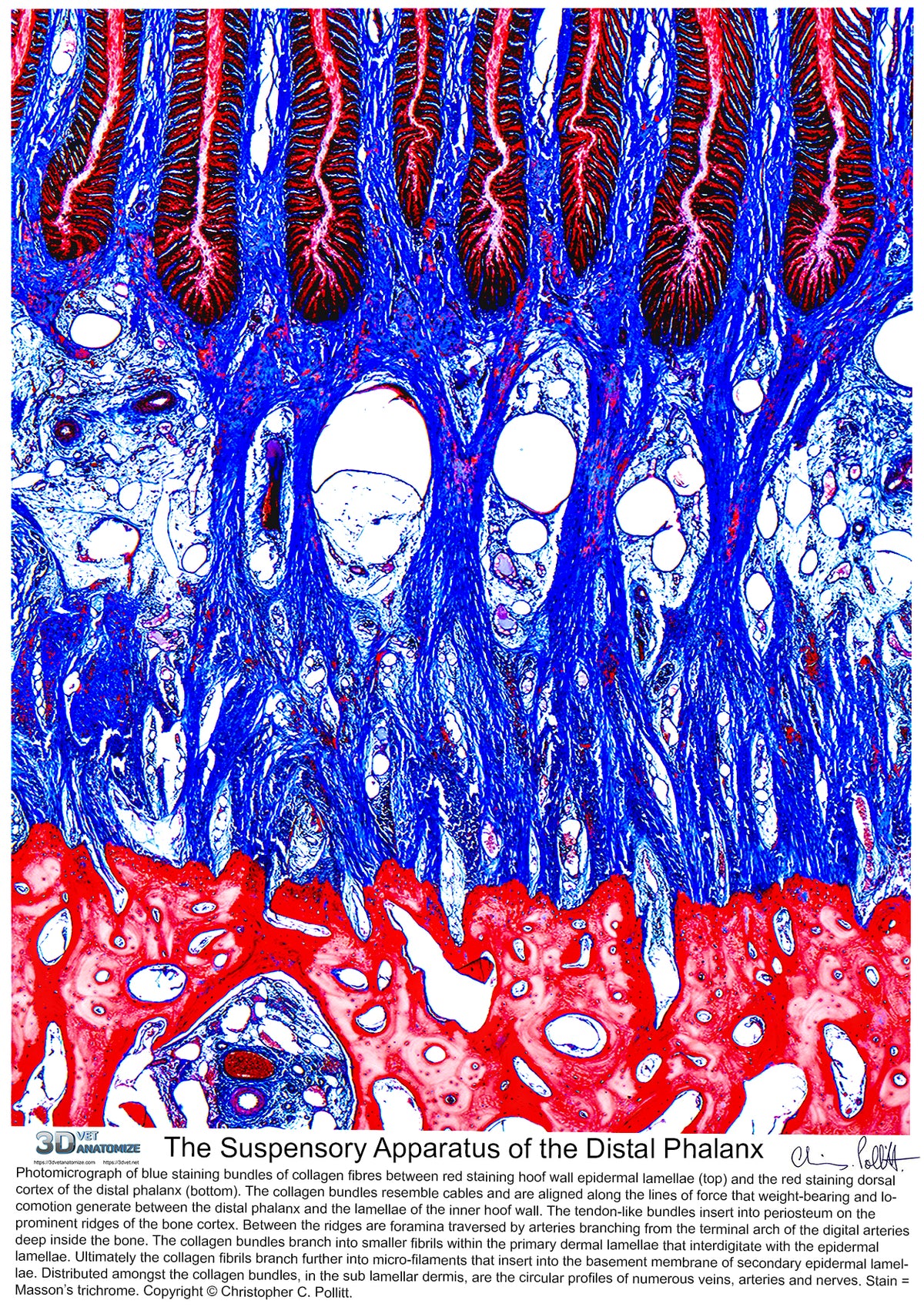 The Suspensory Apparatus of the Distal Phalanx Poster V2