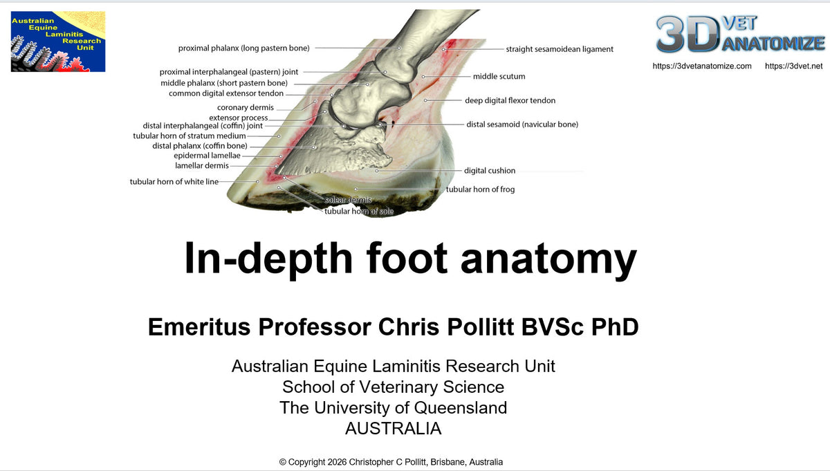 In-Depth Anatomy of the Equine Foot