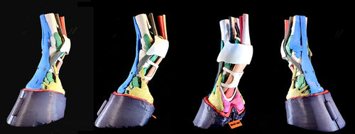 Multi Component Model of the Equine Distal Limb (MCM Mk2)