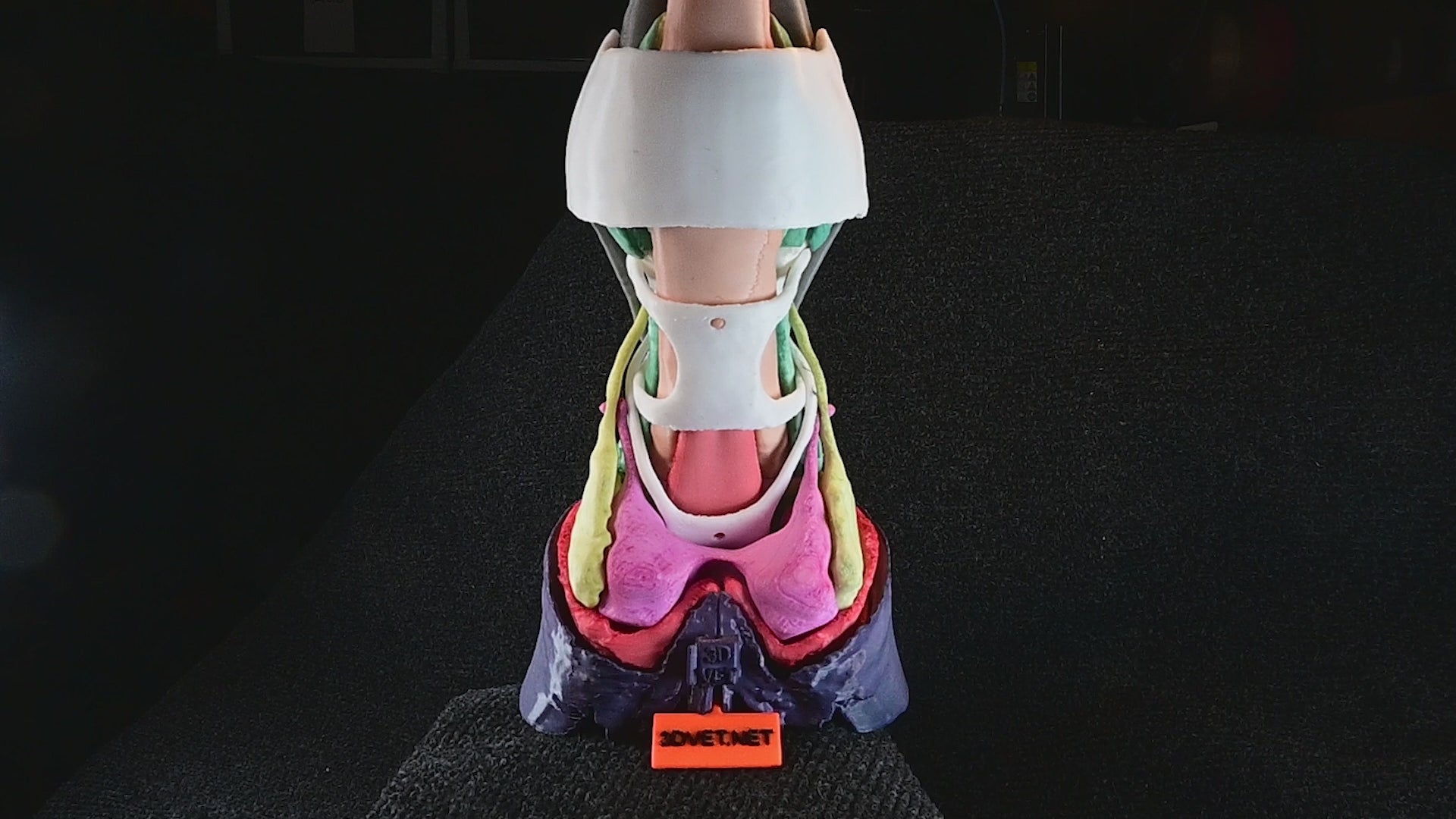 Multi Component Model of the Equine Distal Limb (MCM Mk2)