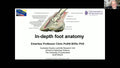 In-Depth Foot Anatomy