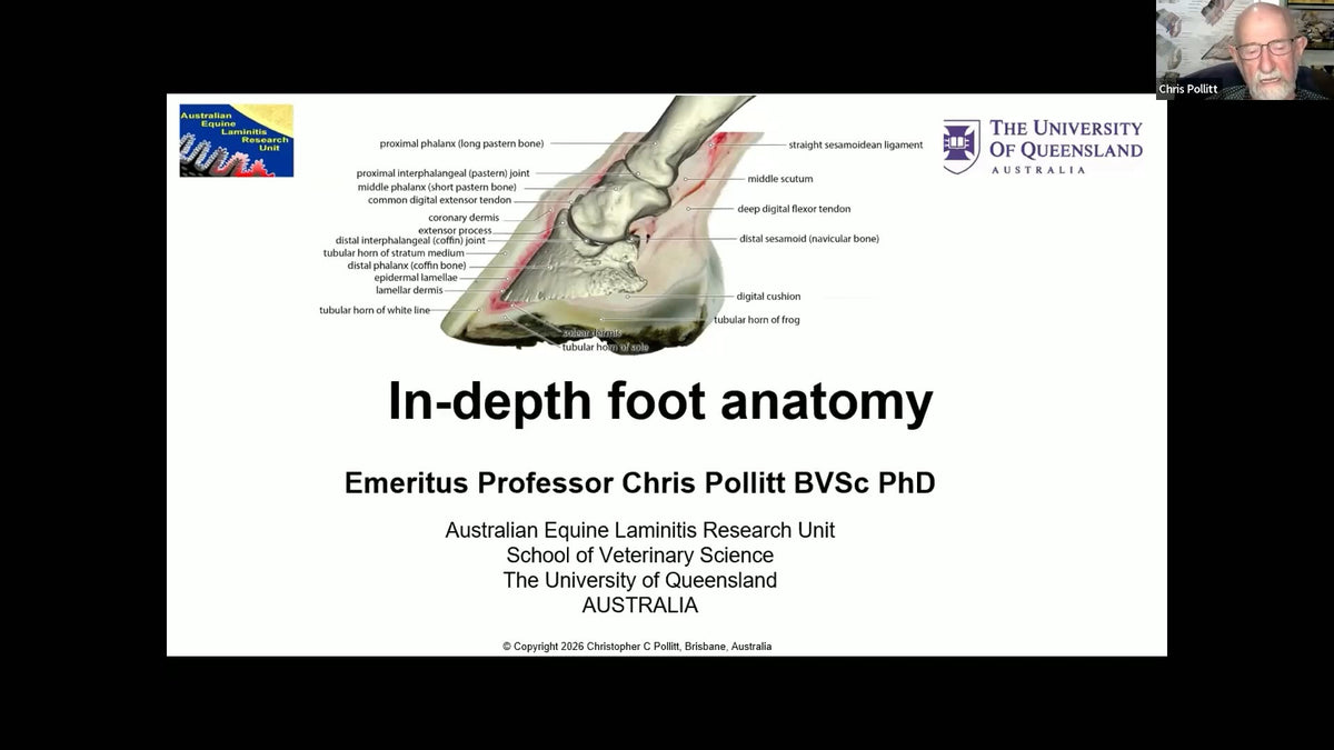 In-Depth Foot Anatomy