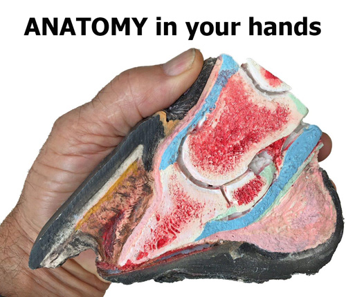 horse hoof anatomy