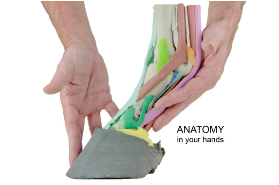 Fig 01. Holding a 3D printed horse foot in the hand 