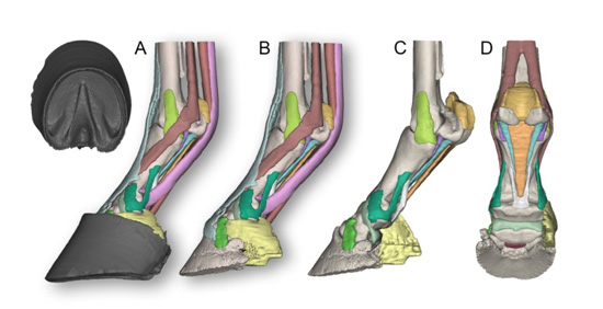 Fig 04. The original Standardbred stallion model derived from co-registered CT (bone) and MR (soft tissue) data. Each structure is anatomically correct in size and location and individually coloured. The hoof capsule is separate and anchors the distal limb in the stance position. On the left (A) is the full model (Model 002) complete with its separate hoof capsule. Without the hoof (B) the relationships between tendons, ligaments, cartilages and the proximal scutum are readily appreciated. In C and D (Model 005) the tendons and one ungular cartilage are absent to reveal the distal sesamoidean impar and collateral ligaments. Without the overlying flexor tendons the ligaments of the proximal sesamoid bones can be studied.