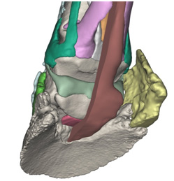 Fig 05. Close-up view of model 004. The deep flexor tendon is cut sagittally to show the relationship between the deep digital flexor tendon and the flexor surface of the distal sesamoid (navicular) bone. The collateral and impar ligaments of the distal sesamoid bone are clearly shown.