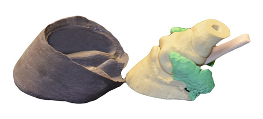 Fig 05. Photograph of the Australian feral horse (brumby) foot model (Model 001). The bearing border of the hoof capsule is bevelled exactly as occurs in nature amongst horses surviving in a hard, stony environment.