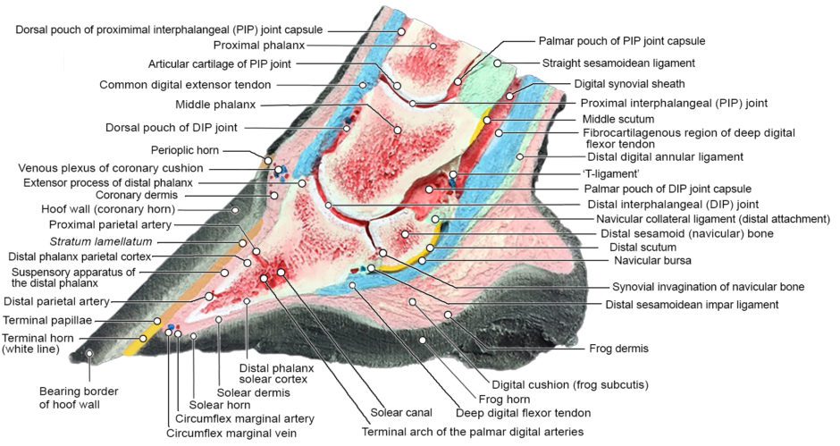 PU cast Sagittal normal_ foot annotated w email cropped - 3D Vet Anatomize