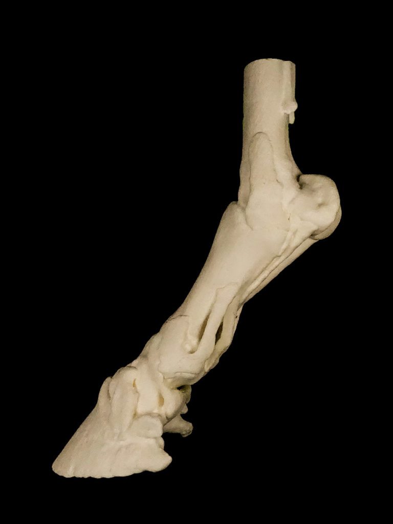 Polyurethane replica of the bones and ligaments, plus detachable ...