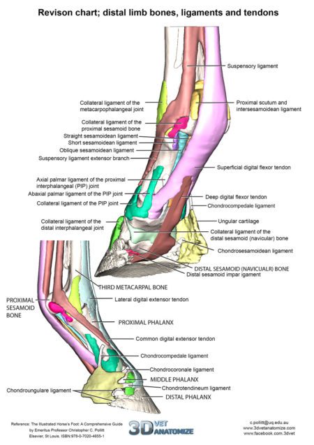 Polyurethane replica of the bones, ligaments and tendons of the right ...