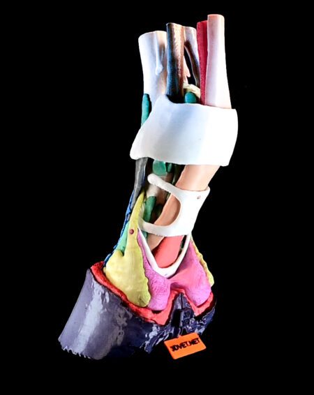 The Mark 2 Multicomponent Model (MCM) of the Equine Distal Limb